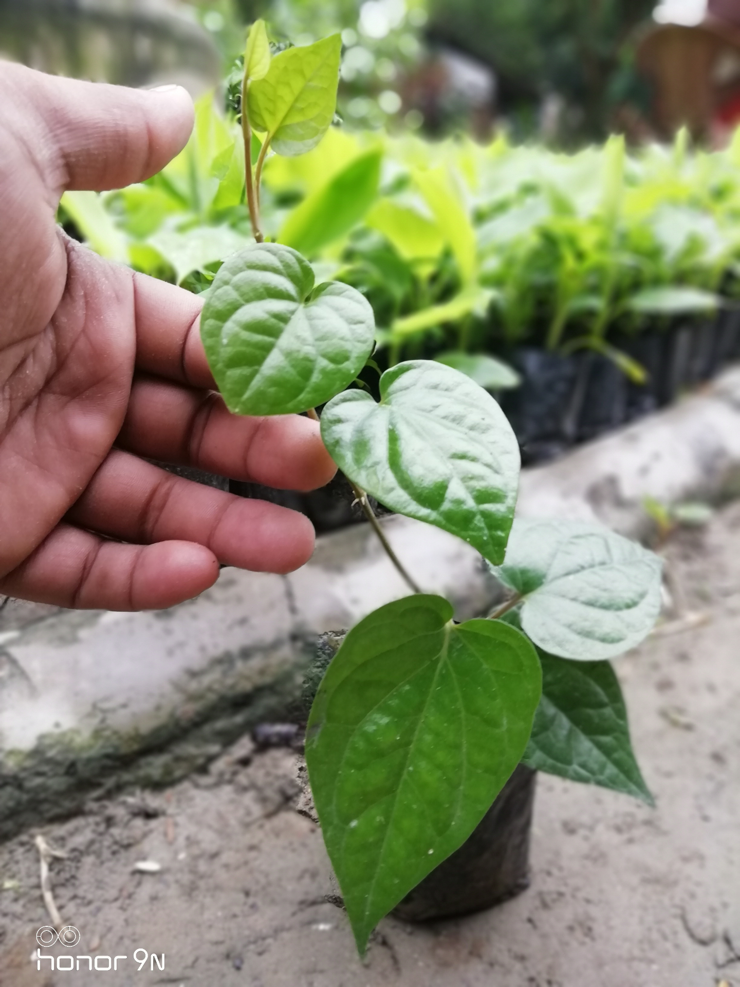 Betel & Vine Plants at Choudhary Agro Nursery